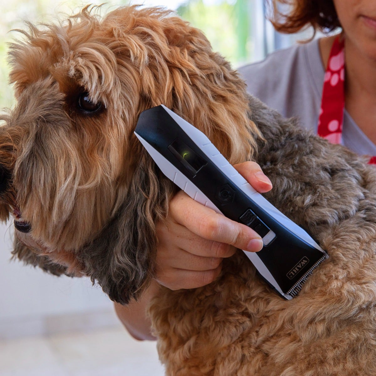 Wahl lithium dog clippers online