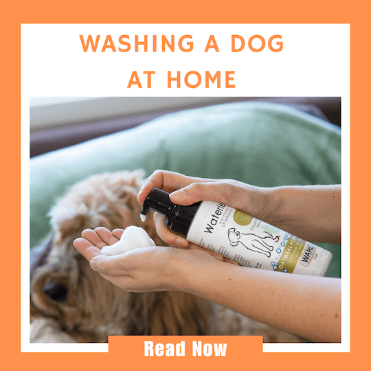 Click here to read our article on Washing Your Dog at Home